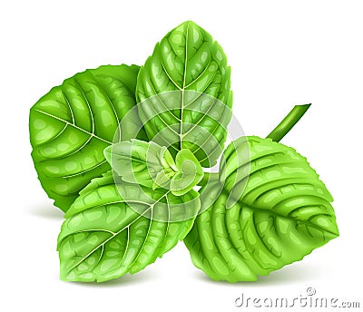 Fresh green mint. Vector Illustration