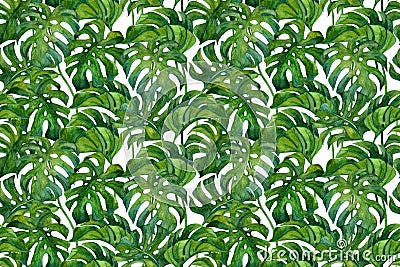 Fresh green monstera leaves on white background. Botanical art Cartoon Illustration