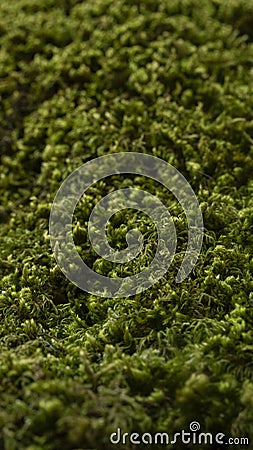 Fresh green moss Stock Photo