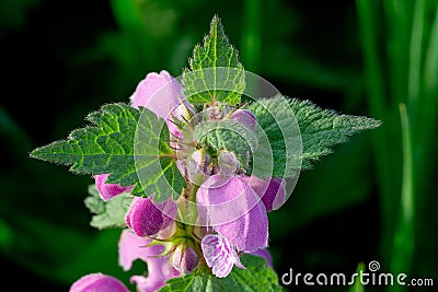 Fresh green nettle Stock Photo