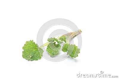 Fresh and green nettle isolated Stock Photo