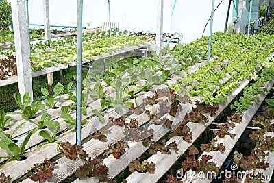 Fresh green oak lettuce farming. Green leaf background. Copy space Stock Photo