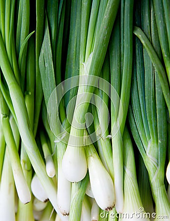 Fresh green onions Stock Photo