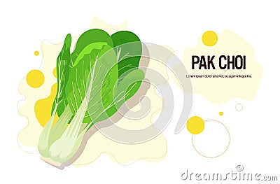 Fresh green pak choi sticker tasty vegetable icon healthy food concept horizontal copy space Vector Illustration