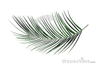 Palm Leaf Stock Photo