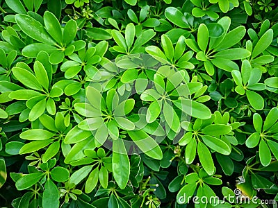 Fresh green palmate shape leaf of Dwarf umbrella leaves in the garden, top view photo for background Stock Photo