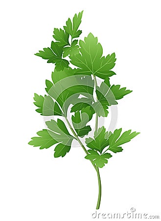 Fresh green parsley branch. Vector illustration. Vector Illustration