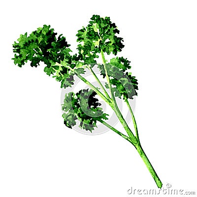 Fresh green parsley isolated, watercolor illustration on white Cartoon Illustration