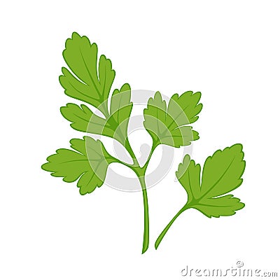 Fresh green parsley isolated on white close up vector illustration Vector Illustration