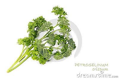 Fresh green parsley, Petroselinum crispum on white Stock Photo