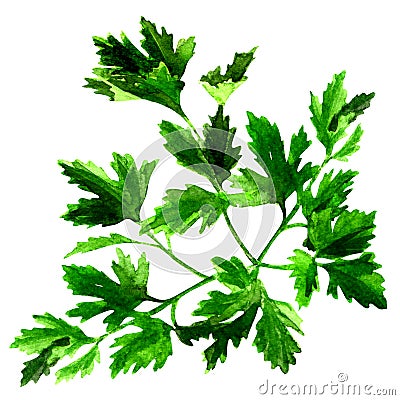 Fresh green parsley , watercolor illustration on white Cartoon Illustration