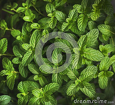 Fresh green pepper mint leaves texture, background or wallpaper Stock Photo