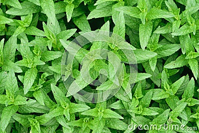 Fresh Green Peppermint & x28;Mentha Piperita or Mentha Balsamea Willd& x29; leaves background Stock Photo