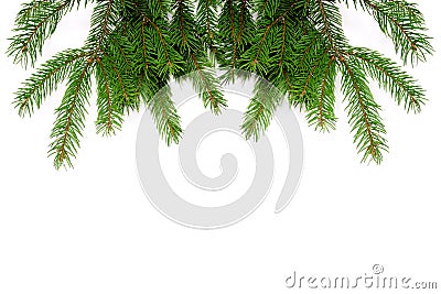 Fresh green pine branches Stock Photo