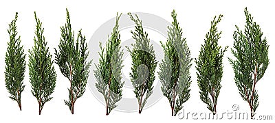 Fresh green pine leaves isolated on white background Stock Photo