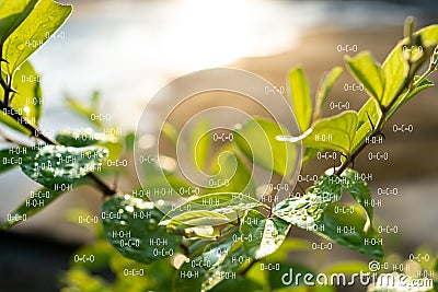 fresh green plant with biochemistry formula structure Stock Photo