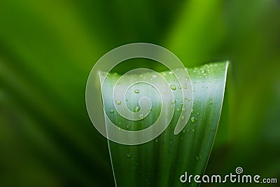 Fresh green plant leaf tropical nature after the rain, soft focus Stock Photo