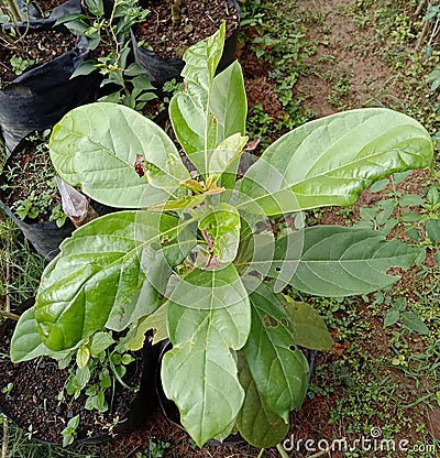 fresh green plants that captivate the heart Stock Photo