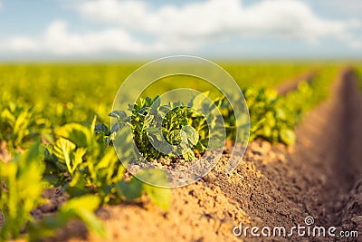 Fresh green potato field during sunset Stock Photo