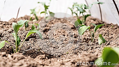 Fresh green potato plants in a row on the farm in the greenhouse Stock Photo