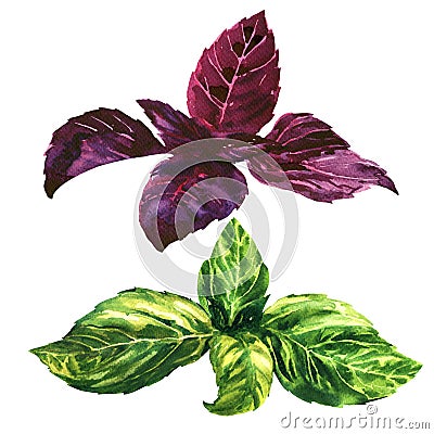 Fresh green and purple, red, basil leaves, isolated, watercolor illustration Cartoon Illustration