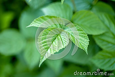 Fresh green raspberry leaf Stock Photo