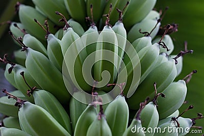 Fresh green raw bananas on the tree, soft focus Stock Photo