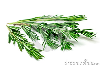 Fresh green rosemary leaves, twigs and branches on white background. Stock Photo