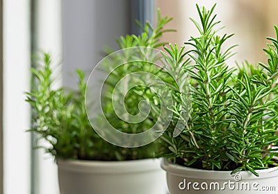 Fresh green rosemary in pots Stock Photo