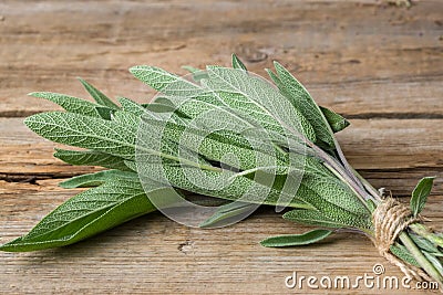 Fresh green sage bunch closeup. Stock Photo