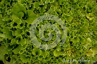 fresh green salad leaves Stock Photo