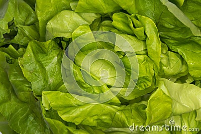 Fresh green salad lettuce Stock Photo