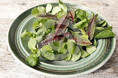 Fresh green salad and sorrel Stock Photo