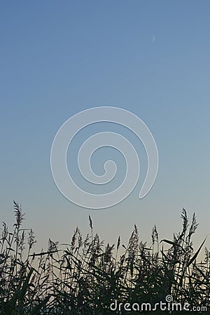 Fresh green sane on clear blue sky background. Stock Photo