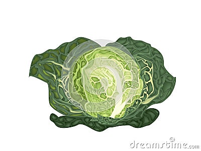 Fresh Green Savoy Cabbage on White Background Vector Illustration