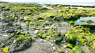 Fresh green algae growing on beach rocks Stock Photo