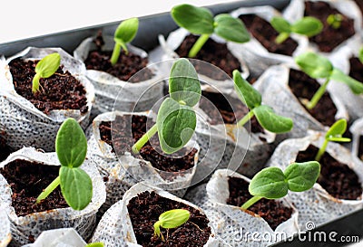 Fresh green seedlings Stock Photo