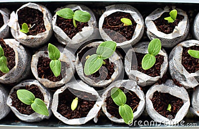 Fresh green seedlings Stock Photo