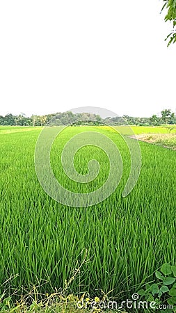 Fresh Green Serenity: A Breathtaking View of Lush Rice Paddies Stock Photo