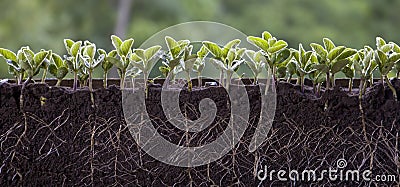 Fresh green soybean plants with roots Stock Photo