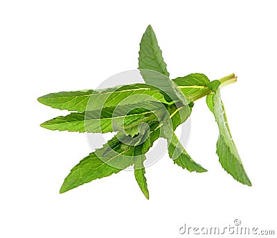 Fresh green spices -french peppermint mentha piperita leaf Stock Photo