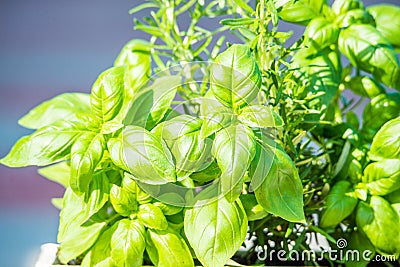 fresh green spices closeup Stock Photo