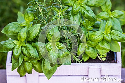 fresh green spices closeup in a pot Stock Photo