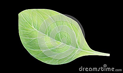 Fresh green spinach leaf isolated on black background. Watercolor hand drawn illustration. Fresh herbs. Realistic Cartoon Illustration