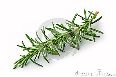 Fresh green sprig of rosemary isolated on a white background. Green natural spices Stock Photo