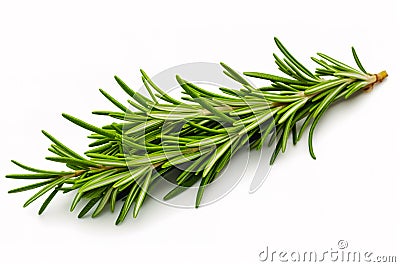 Fresh green sprig of rosemary isolated on a white background. Green natural spices Stock Photo