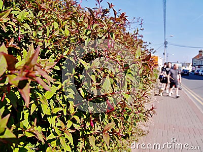 Fresh green spring fuchsia shrub hedge near a sidewalk in a town Stock Photo