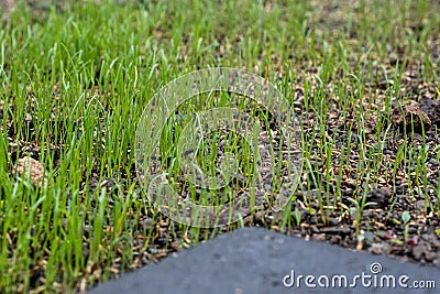 Fresh green spring gras closeup Lawn grass sprouting, sowing crops and grains Stock Photo