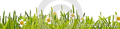 Fresh green spring grass and daisy border Stock Photo