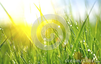 Fresh green spring grass with dew drops Stock Photo